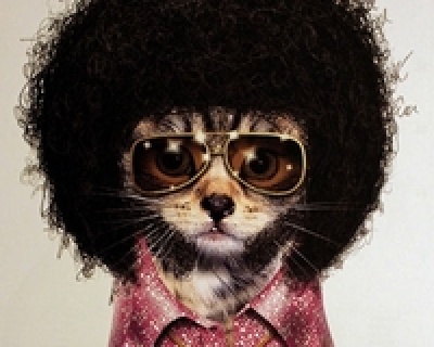 Meo deo kinh doi toc gia 2